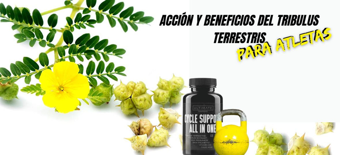 tribulus terrestris