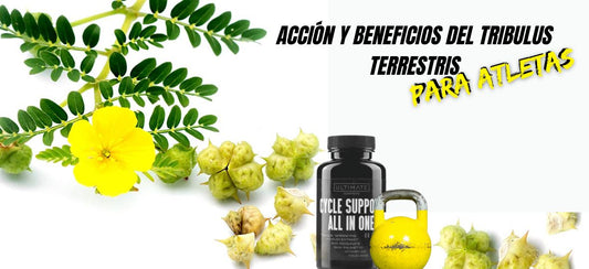tribulus terrestris